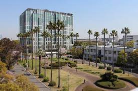 大阪市立大学のシンボルであるヤシの木を伐採します — 大阪市立大学